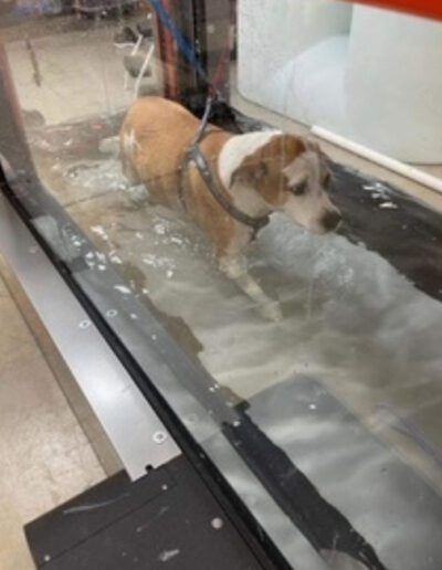 Pet Hydrotherapy at Veterinary Regional Referral Hospital in Decatur, AL