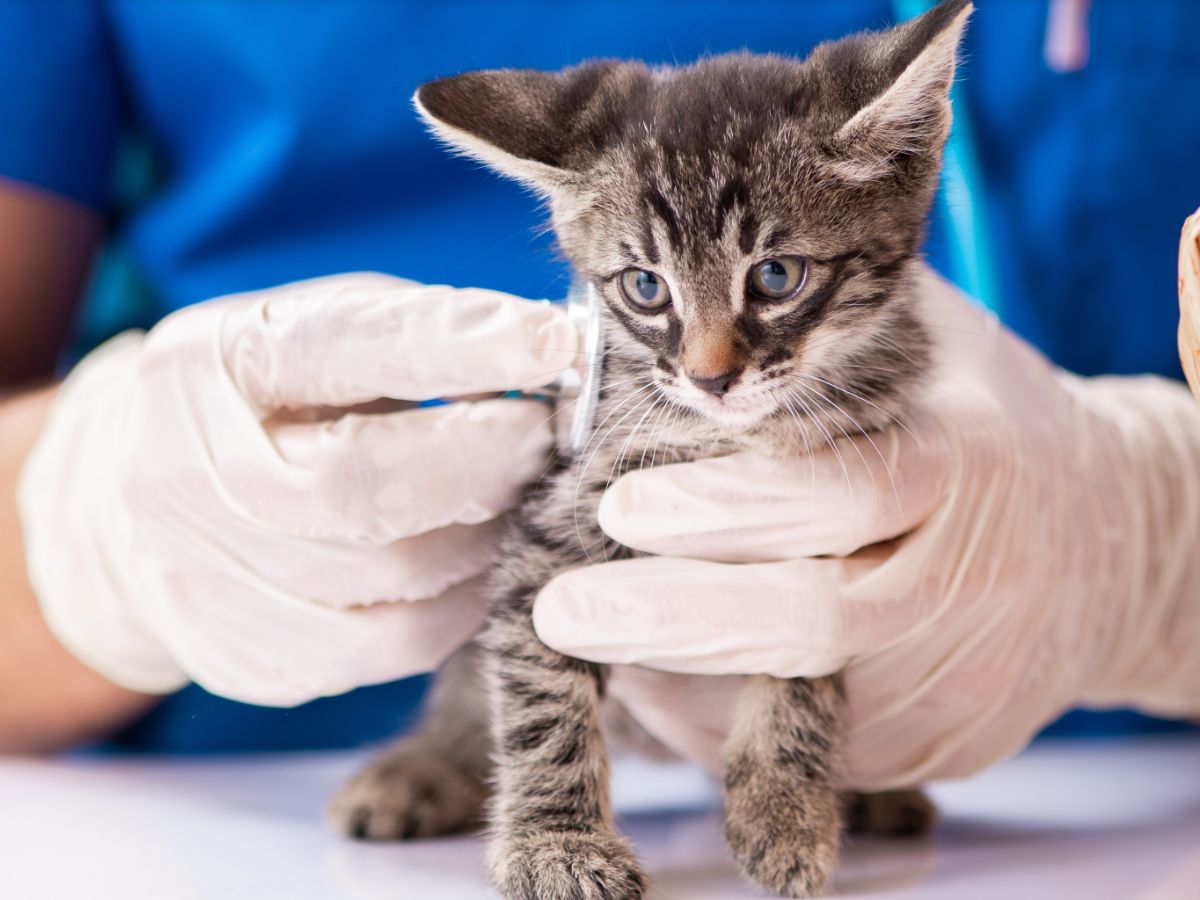 Employee at Veterinary Regional Referral Hospital holding cat